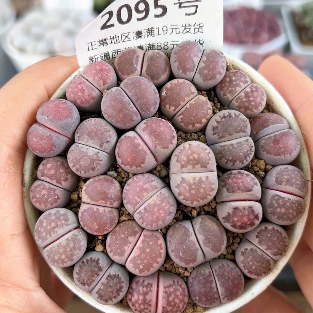 好养易活生石花大母本2095