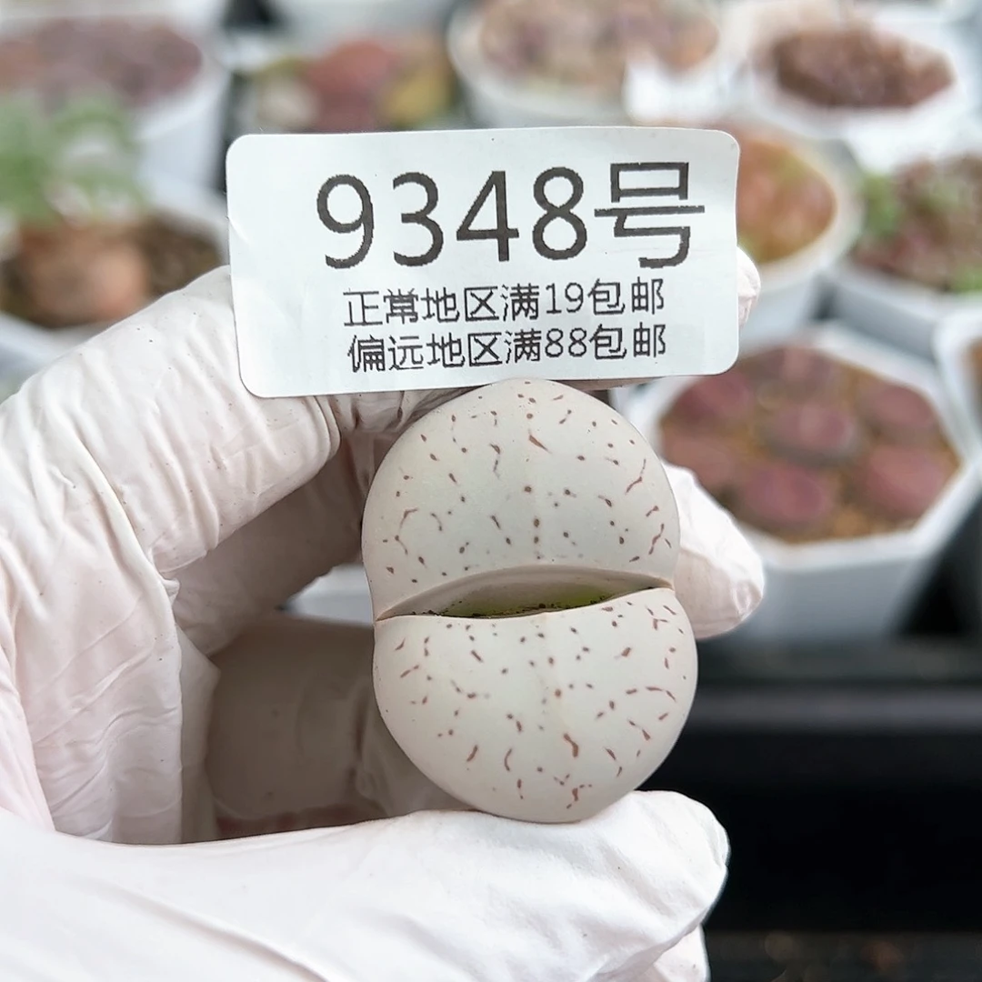 9348四年大白3.5cm