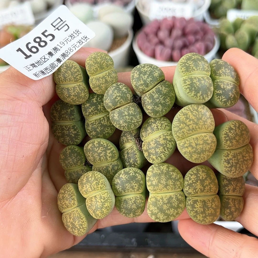 好养易活生石花大母本1685