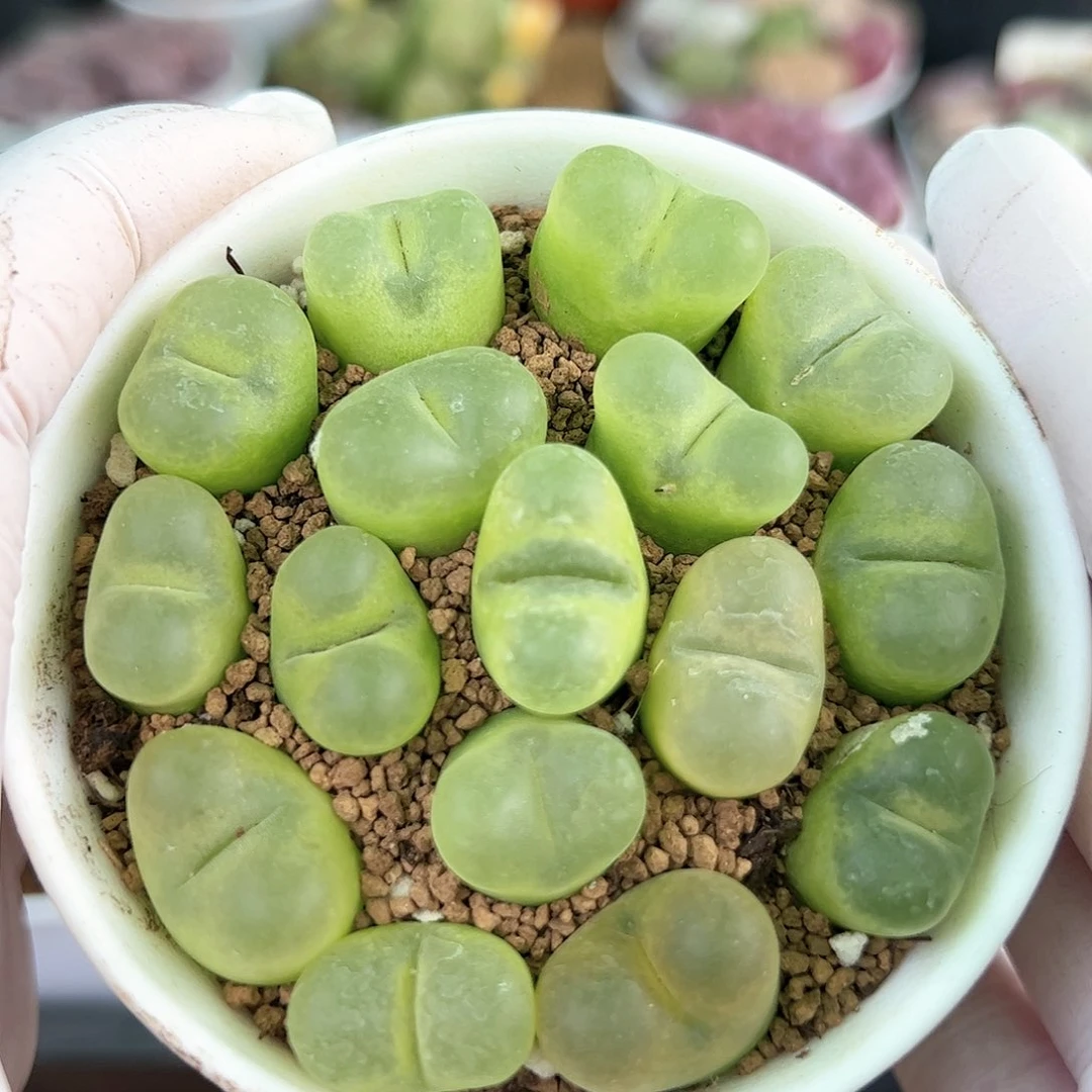 好养易活生石花大母本6000