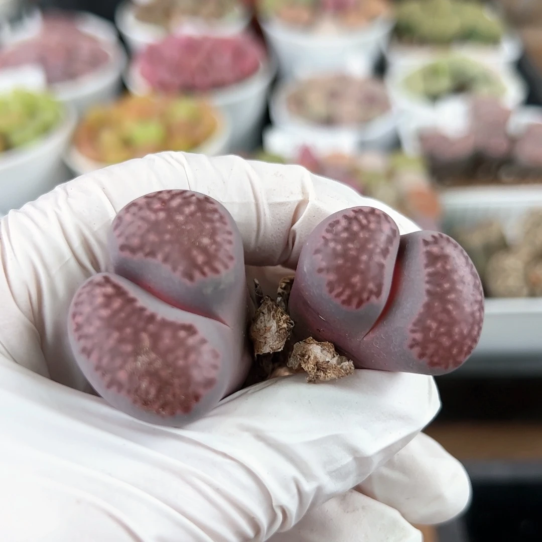 好养易活生石花大母本7003