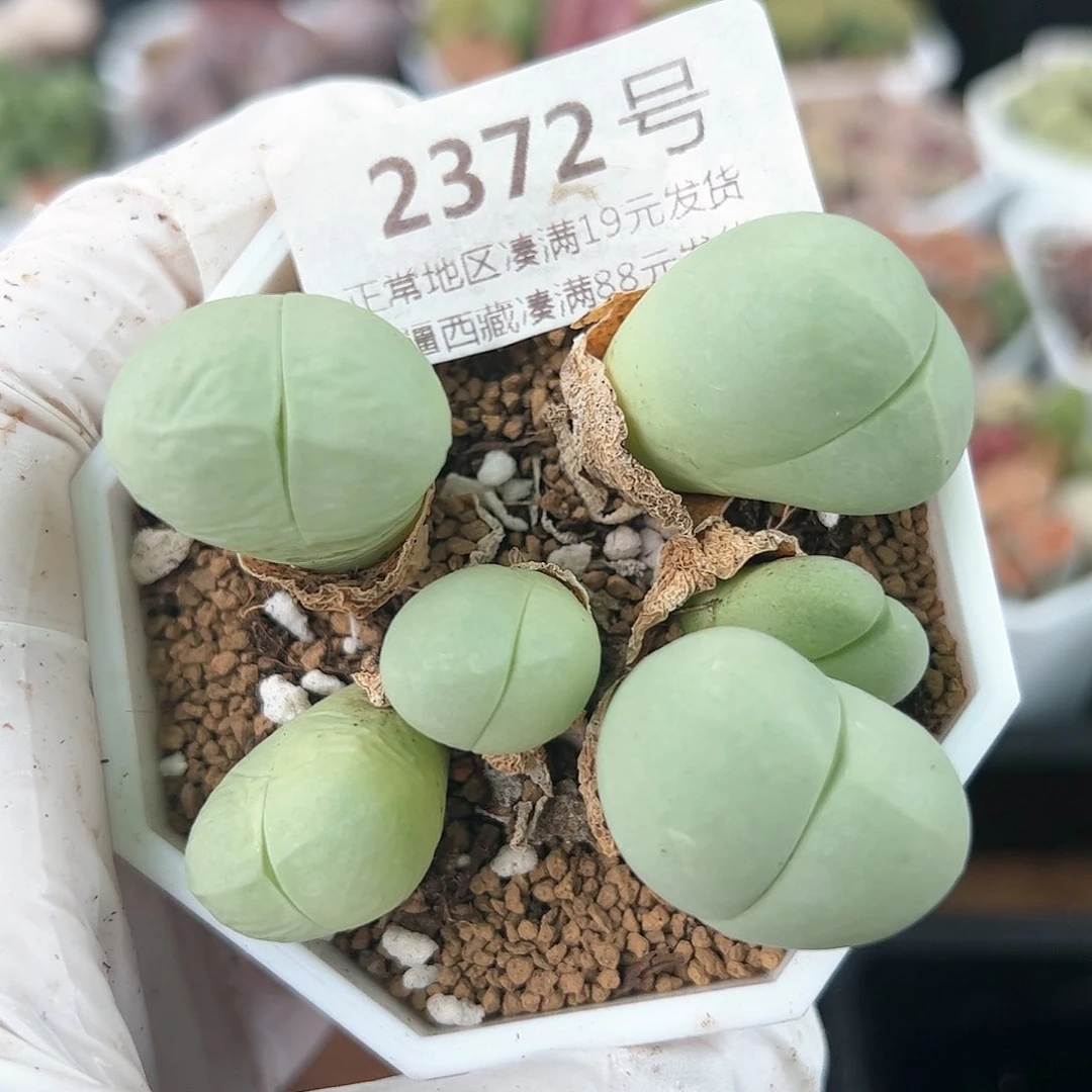 好养易活生石花大母本2372