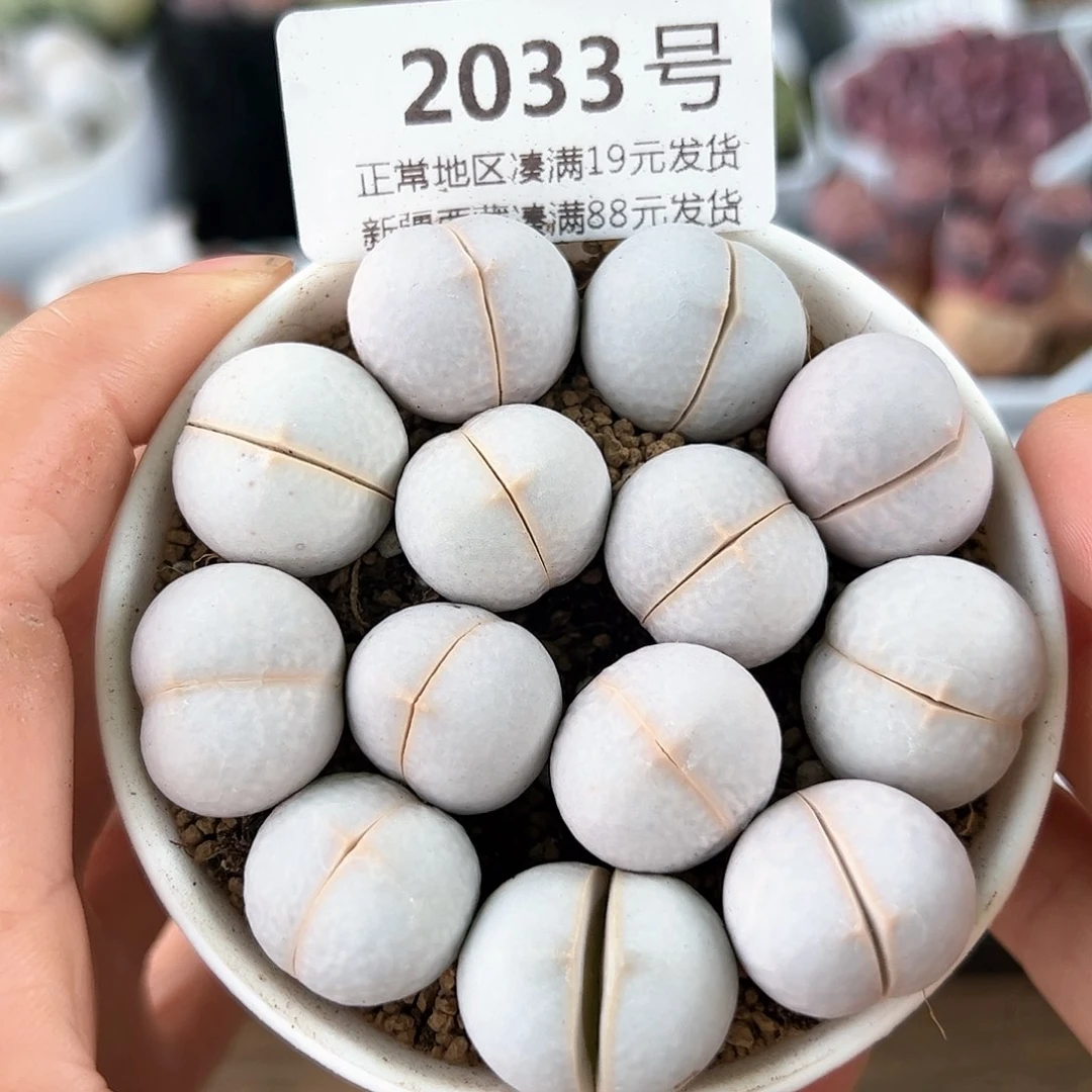 好养易活生石花大母本2033
