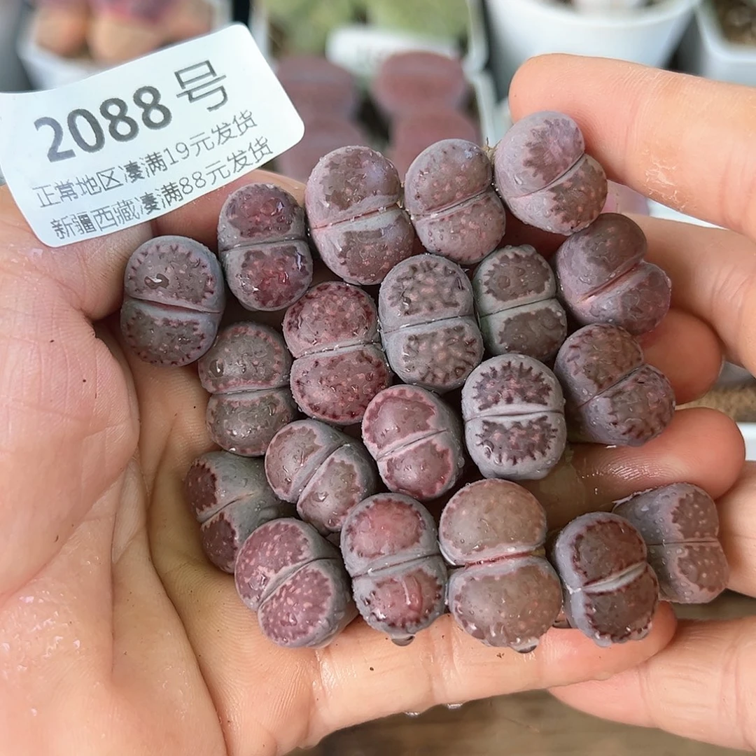 好养易活生石花大母本2088