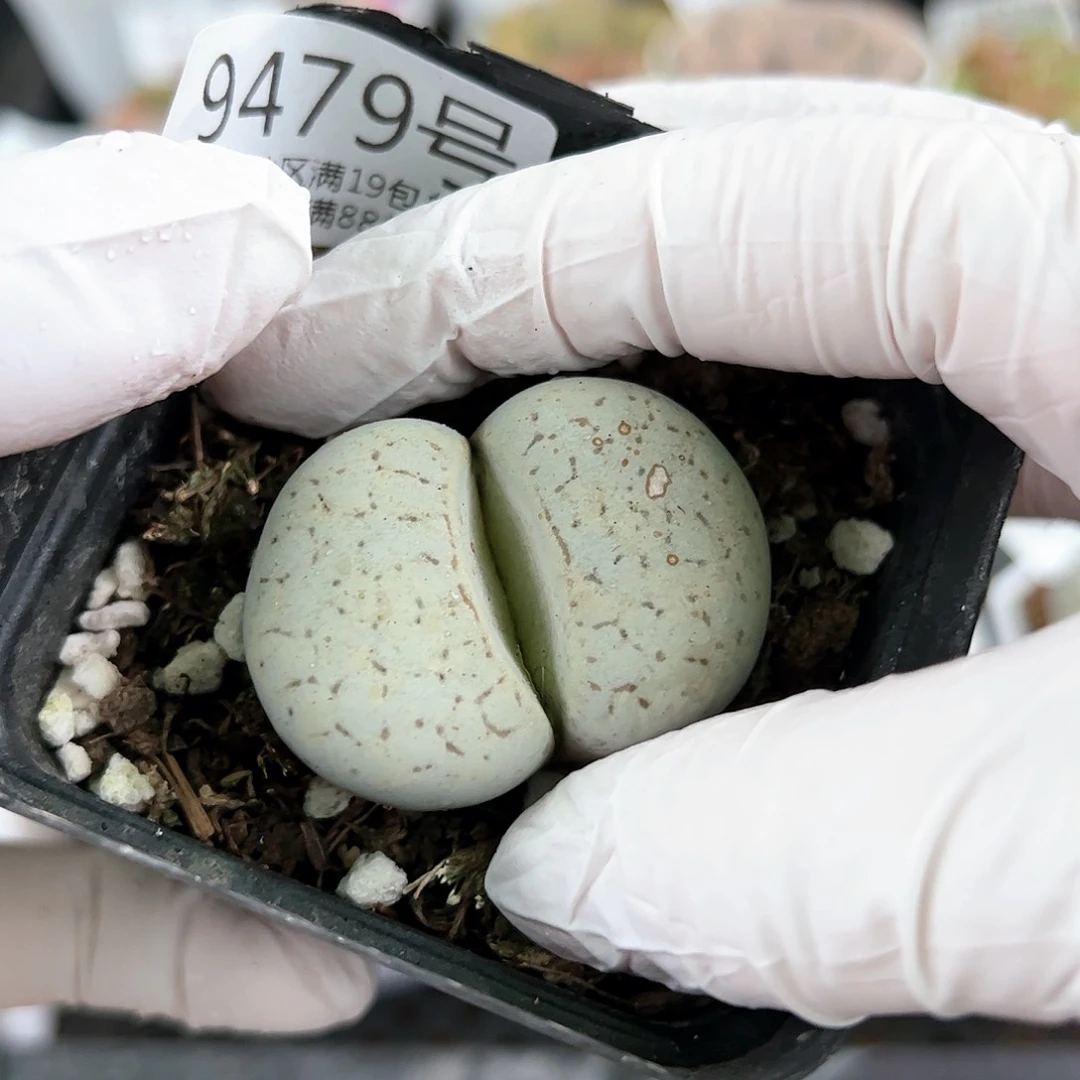 9479四年大白4cm有点脏，特价