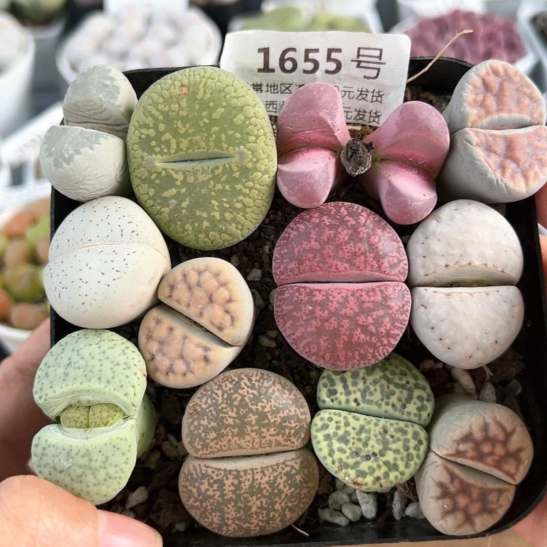 好养易活生石花大母本1655