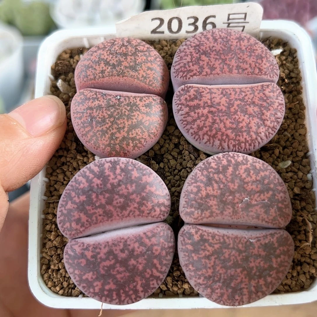 好养易活生石花大母本2036