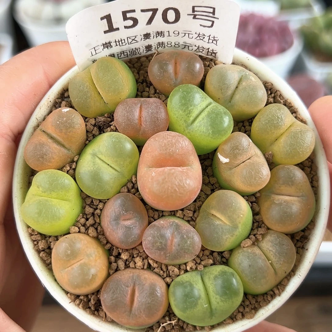 好养易活生石花大母本1570