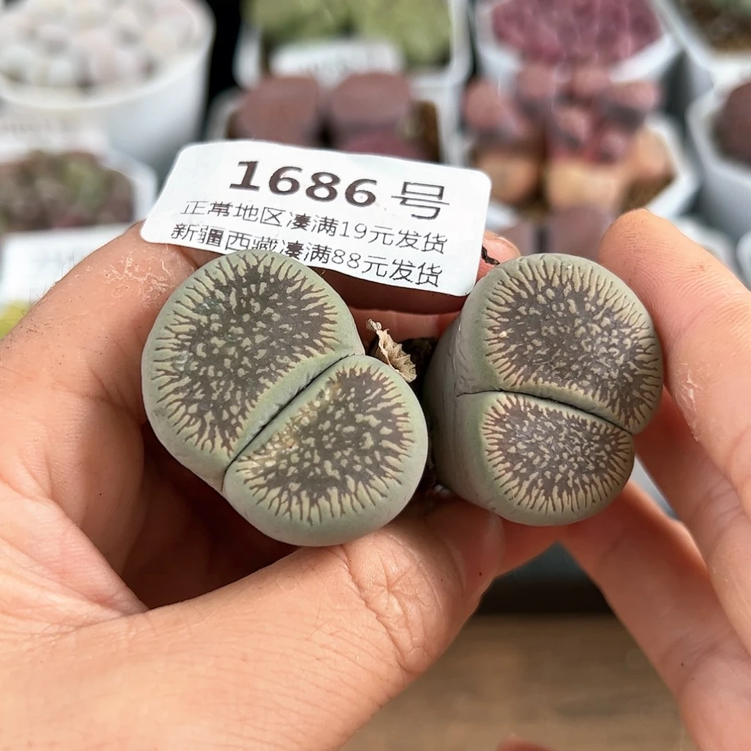好养易活生石花大母本1686