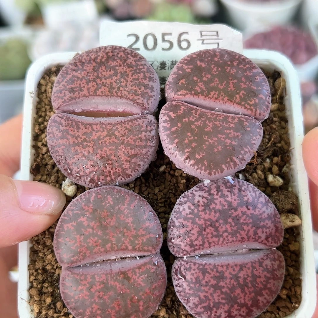 好养易活生石花大母本2056
