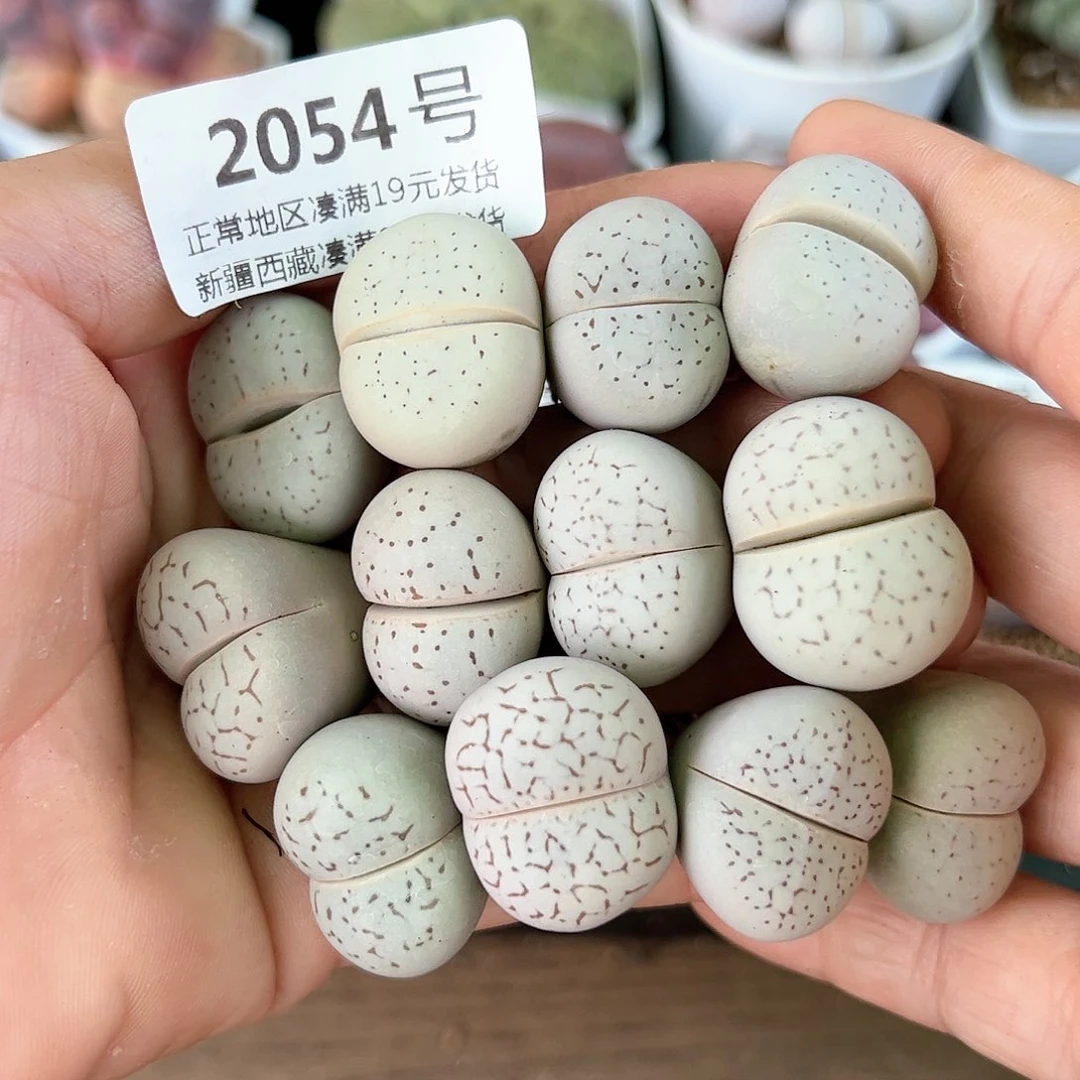 好养易活生石花大母本2054