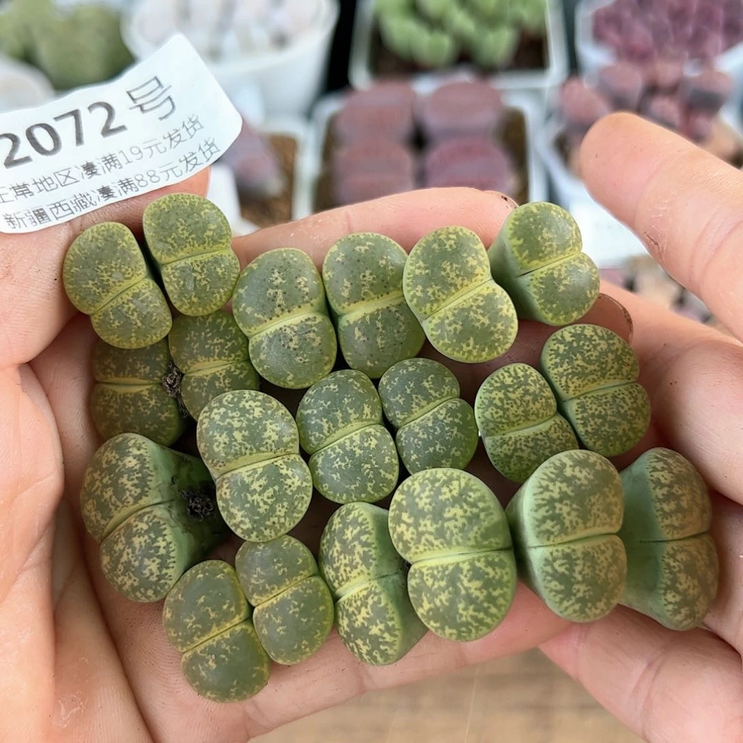 好养易活生石花大母本2072