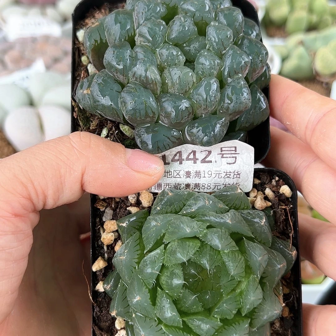 好养易活生石花大母本1442