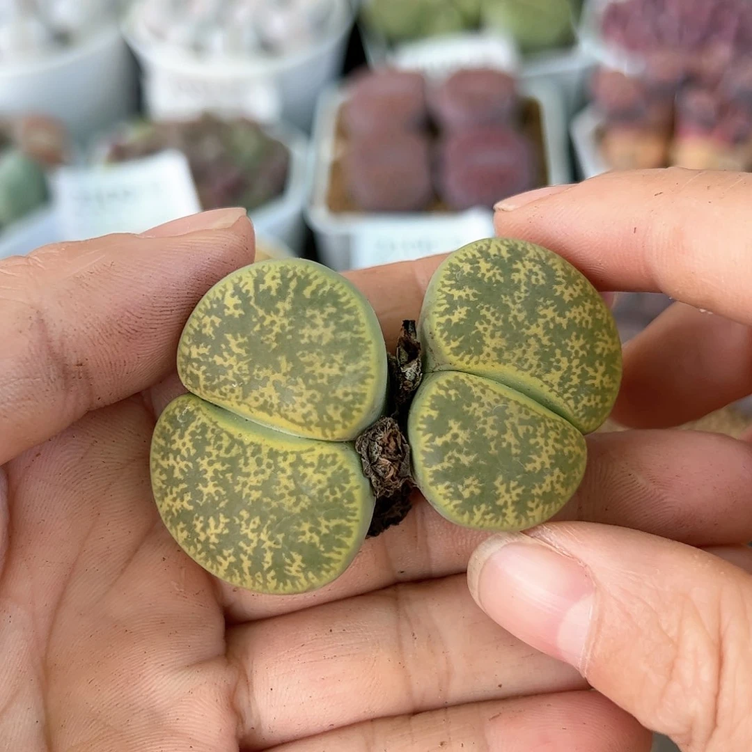 好养易活生石花大母本10000