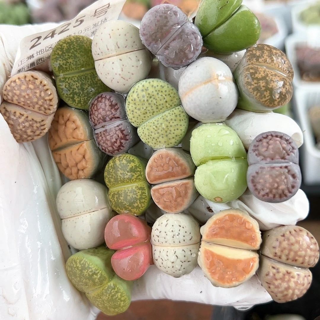 2425彩拼20颗2cm左右