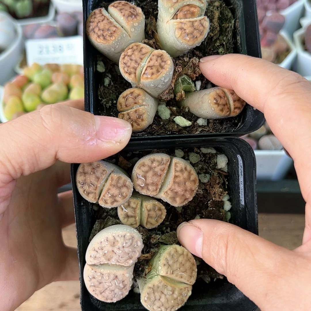 好养易活生石花大母本3000