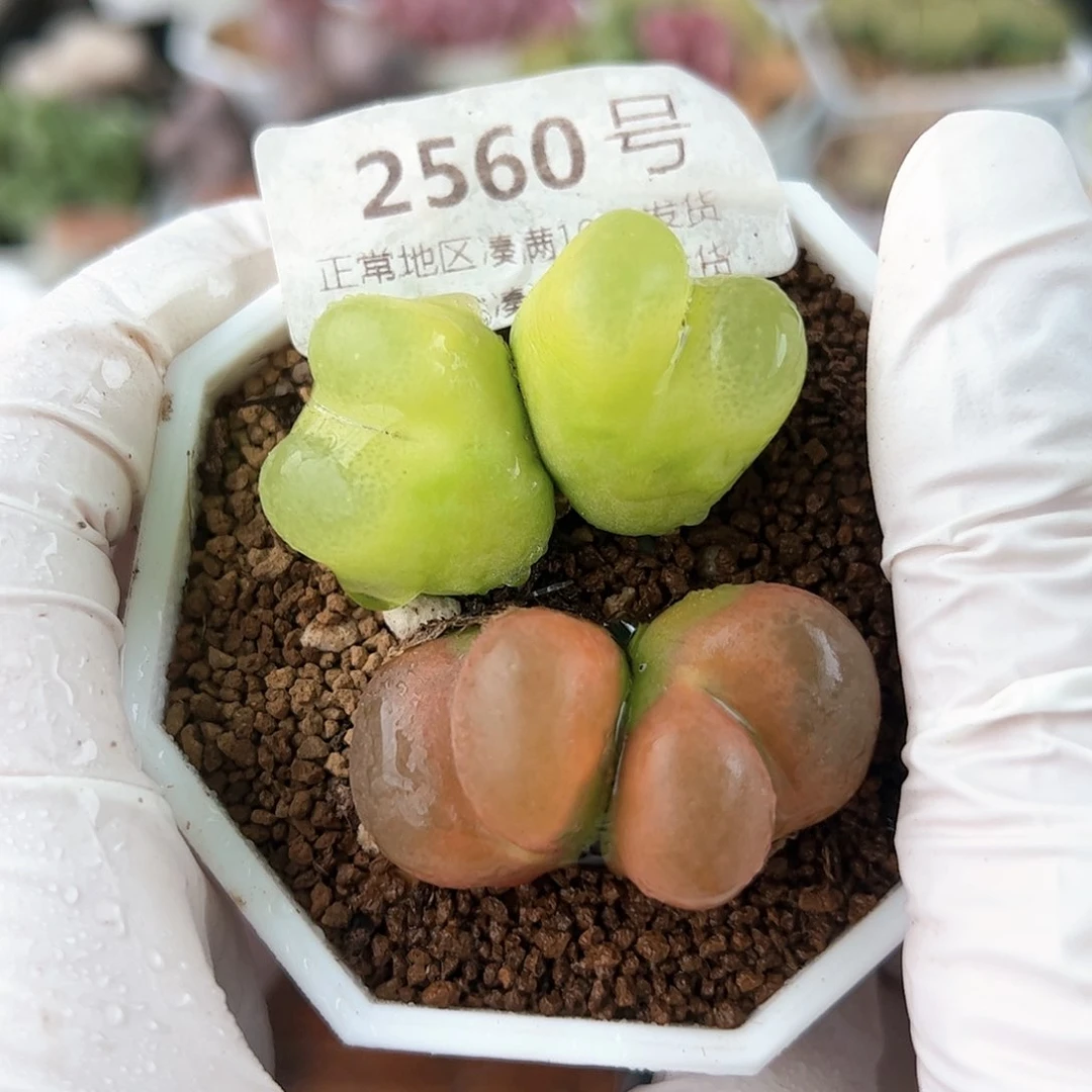 2560七年双头毛毛两颗