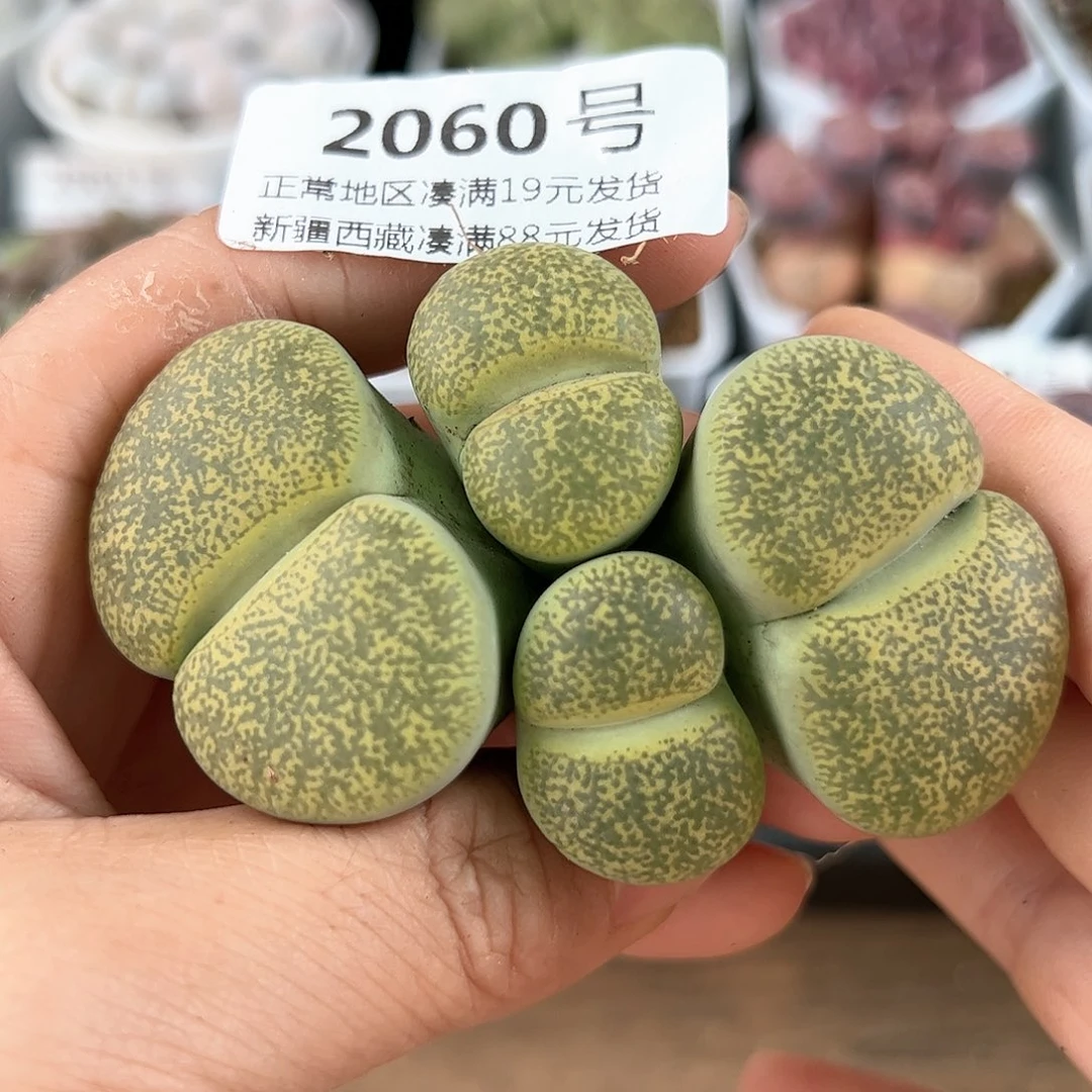 好养易活生石花大母本2060