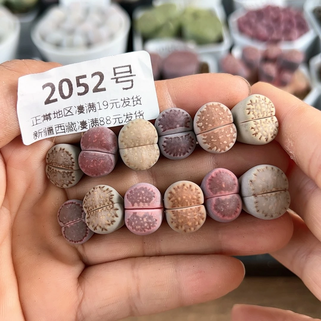 好养易活生石花大母本2052