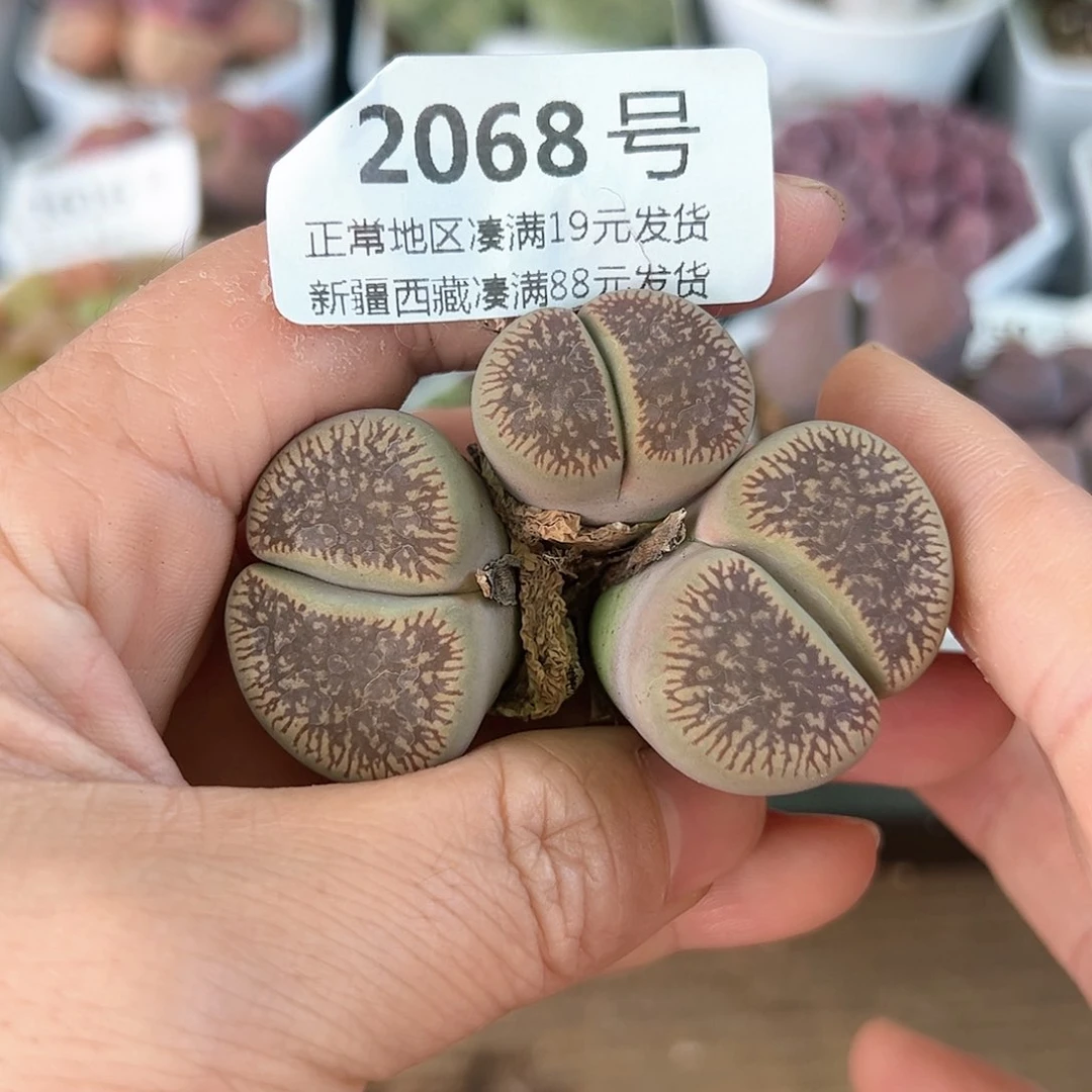 好养易活生石花大母本2068