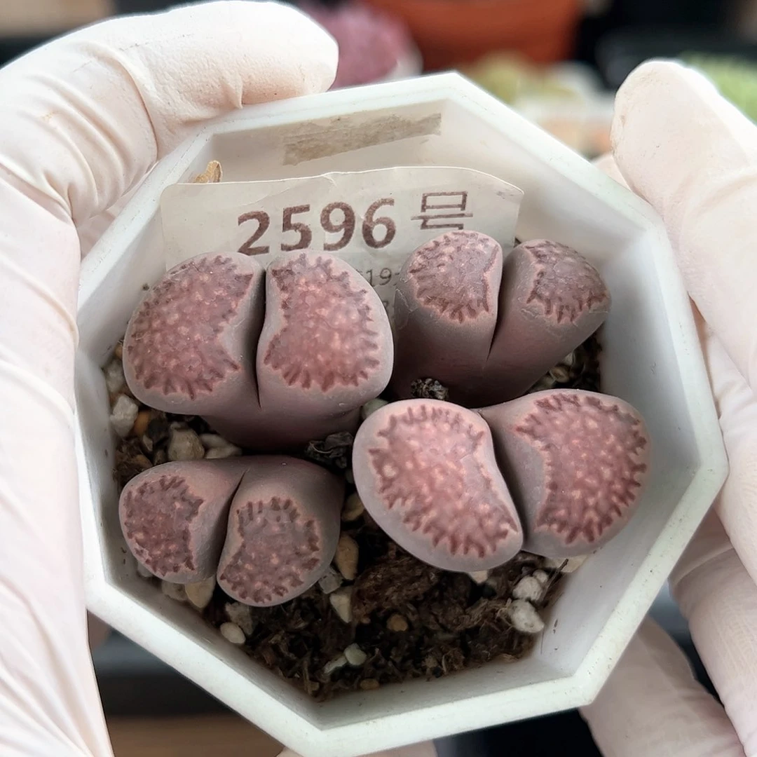 好养易活生石花大母本2596