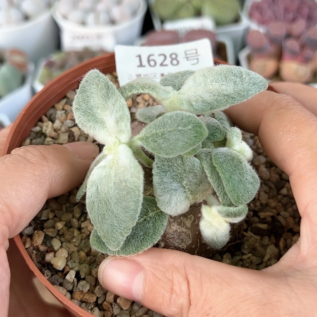 好养易活生石花大母本1628