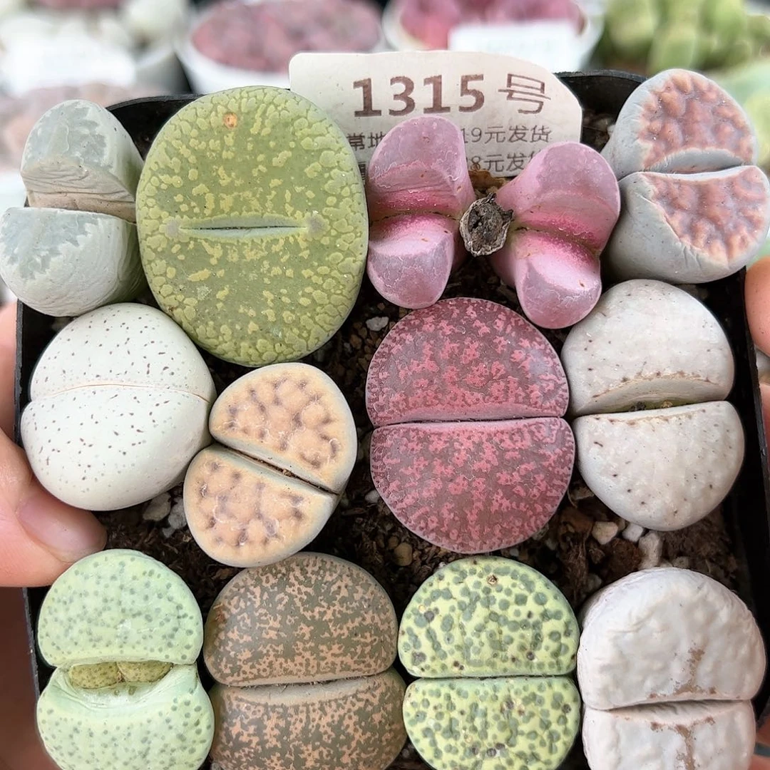 好养易活生石花大母本1315