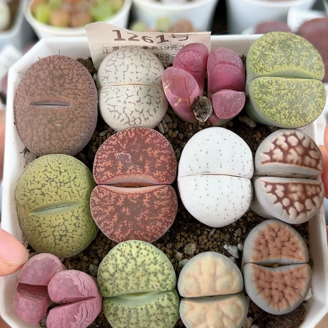 好养易活生石花大母本1261