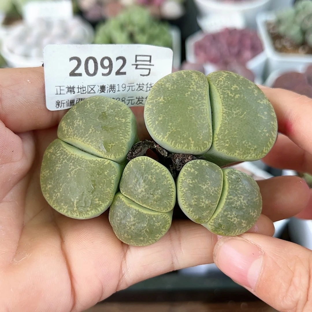 好养易活生石花大母本2092