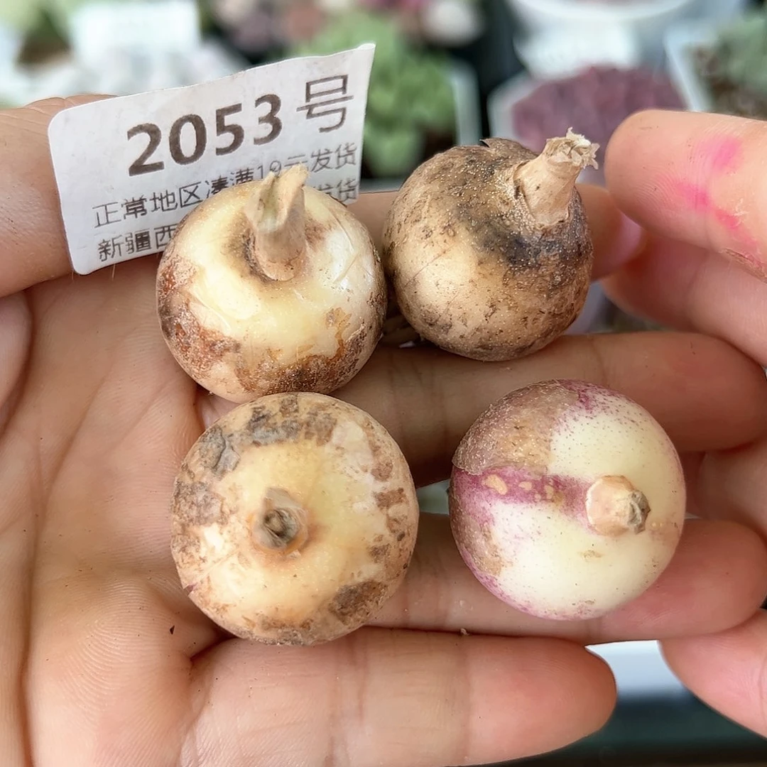 2053三年紫镜4颗2.5cm左右