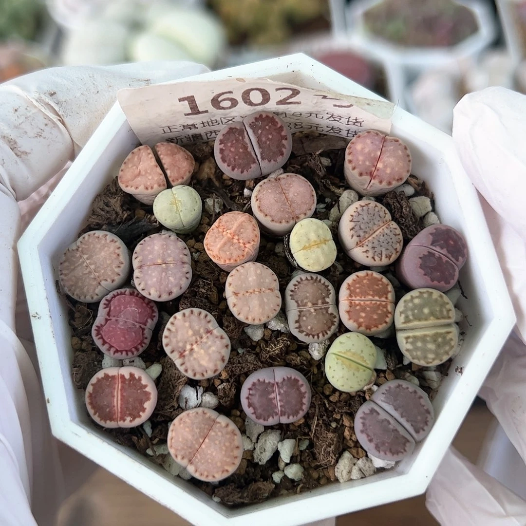 好养易活生石花大母本1602特价