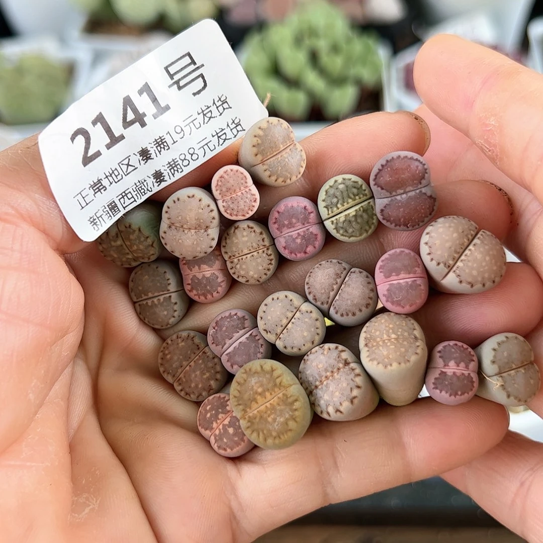 2141彩饼干22颗1-1.5cm