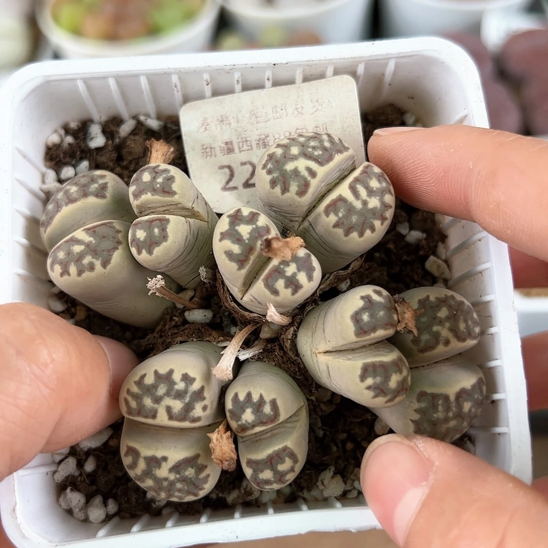 好养易活生石花大母本2202