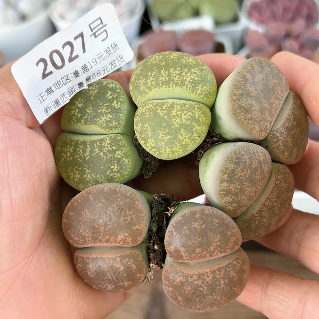好养易活生石花大母本2027