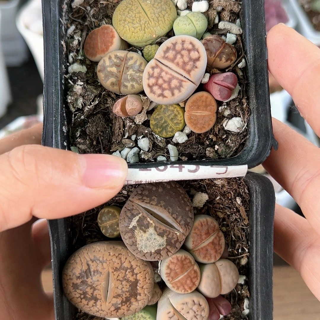 好养易活生石花大母本1643微疤特价