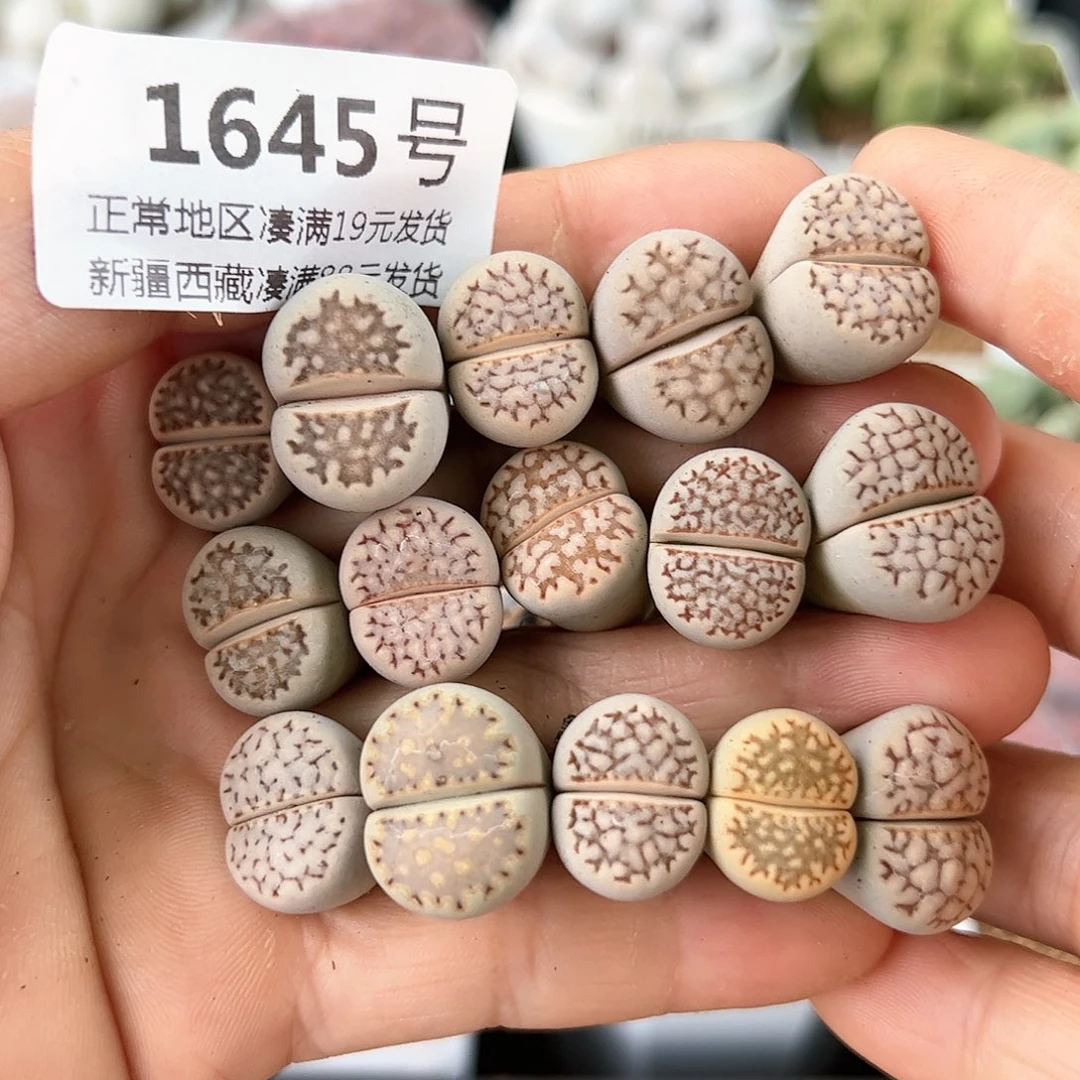 好养易活生石花大母本1645