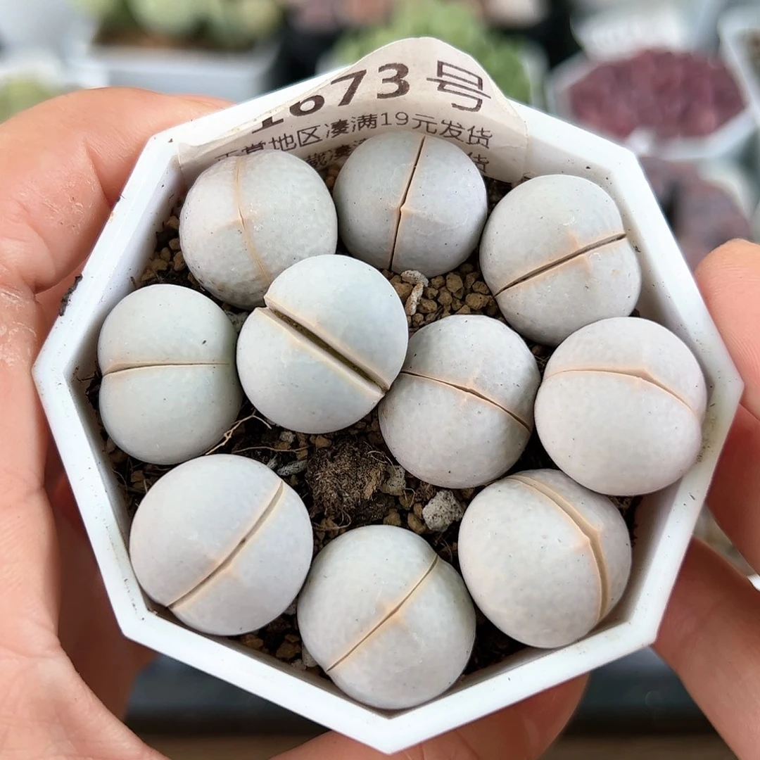 好养易活生石花大母本1673
