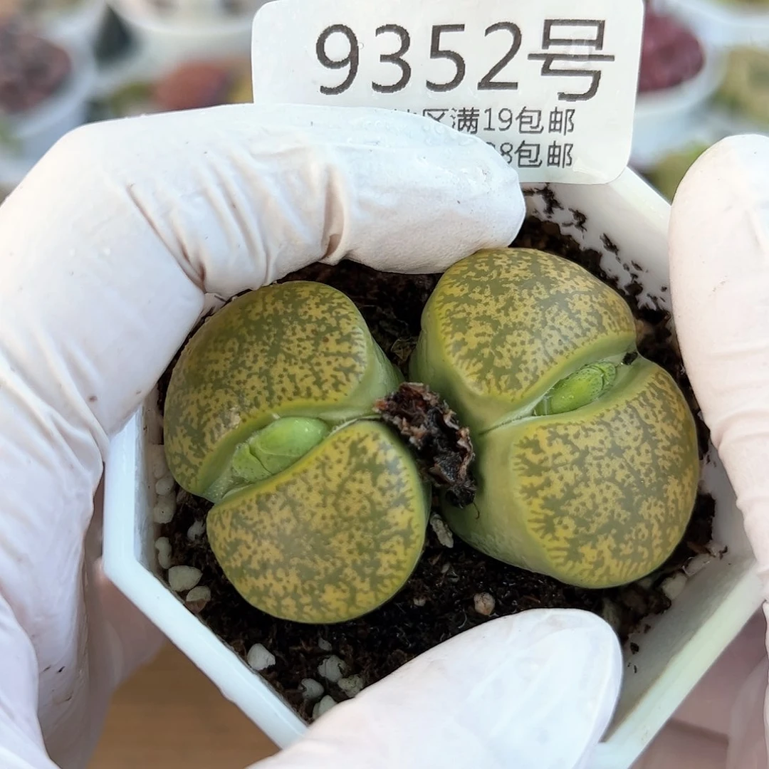 好养易活生石花大母本9352