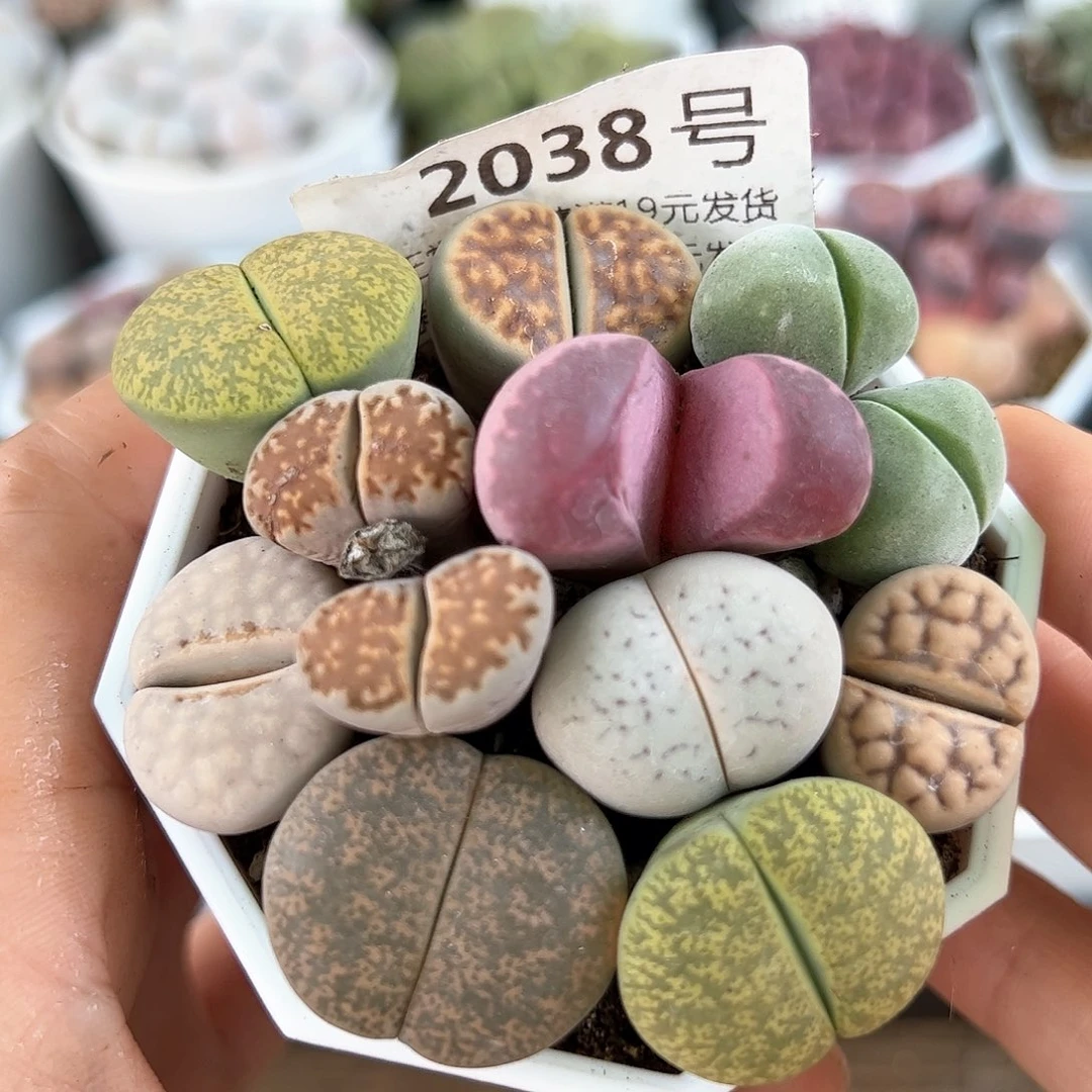 好养易活生石花大母本2038