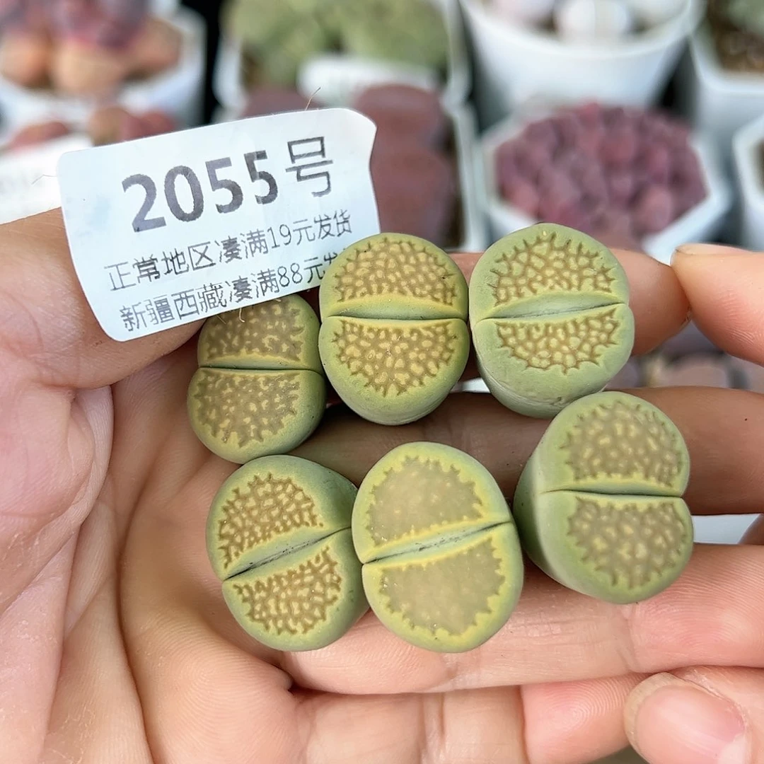 好养易活生石花大母本2055