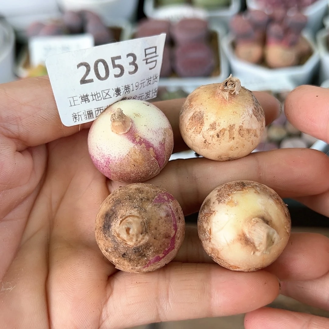 2053三年紫镜4颗2.5cm左右