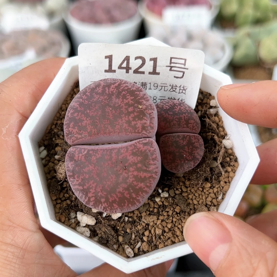 好养易活生石花大母本1421