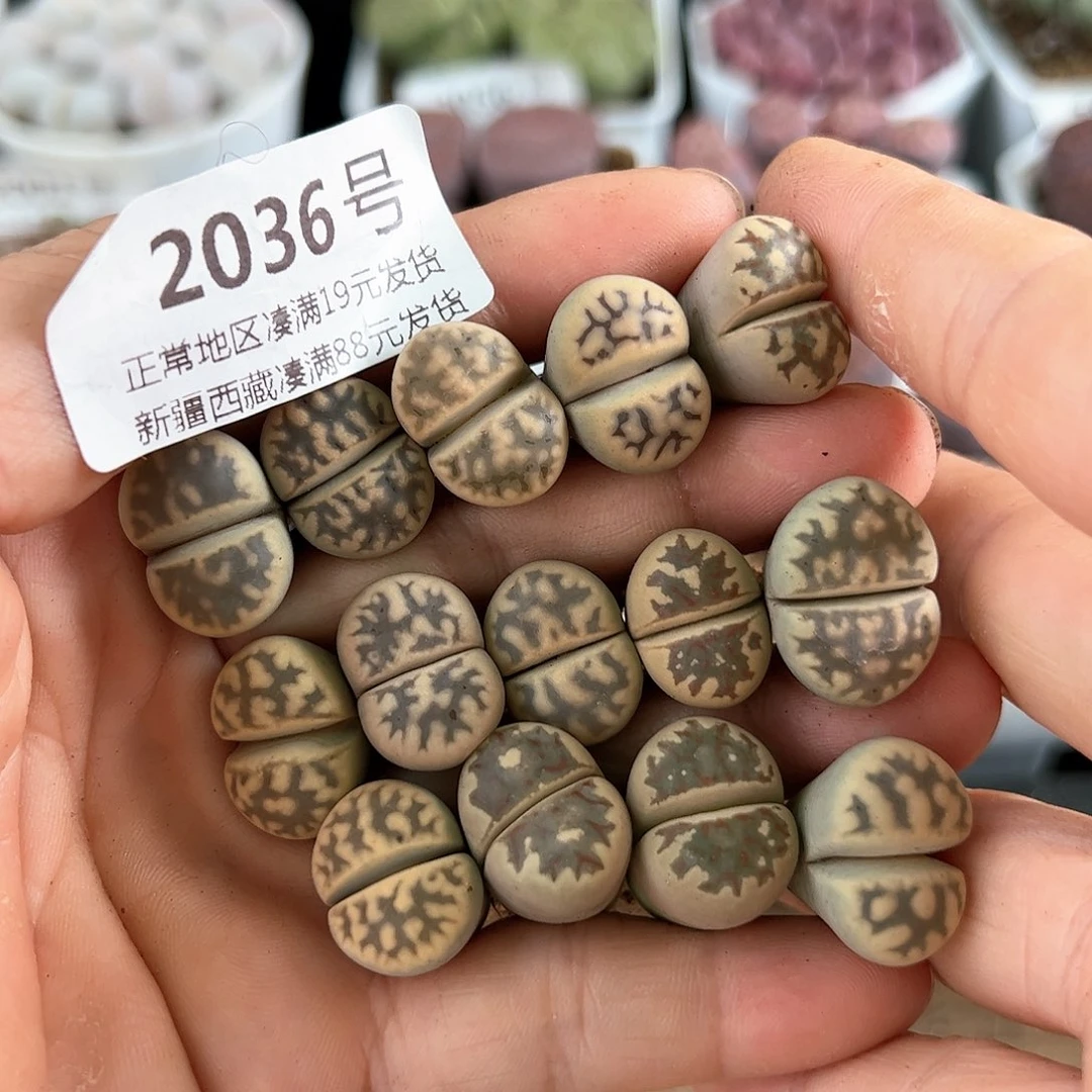 2036 好养易活生石花大母本微徒特价