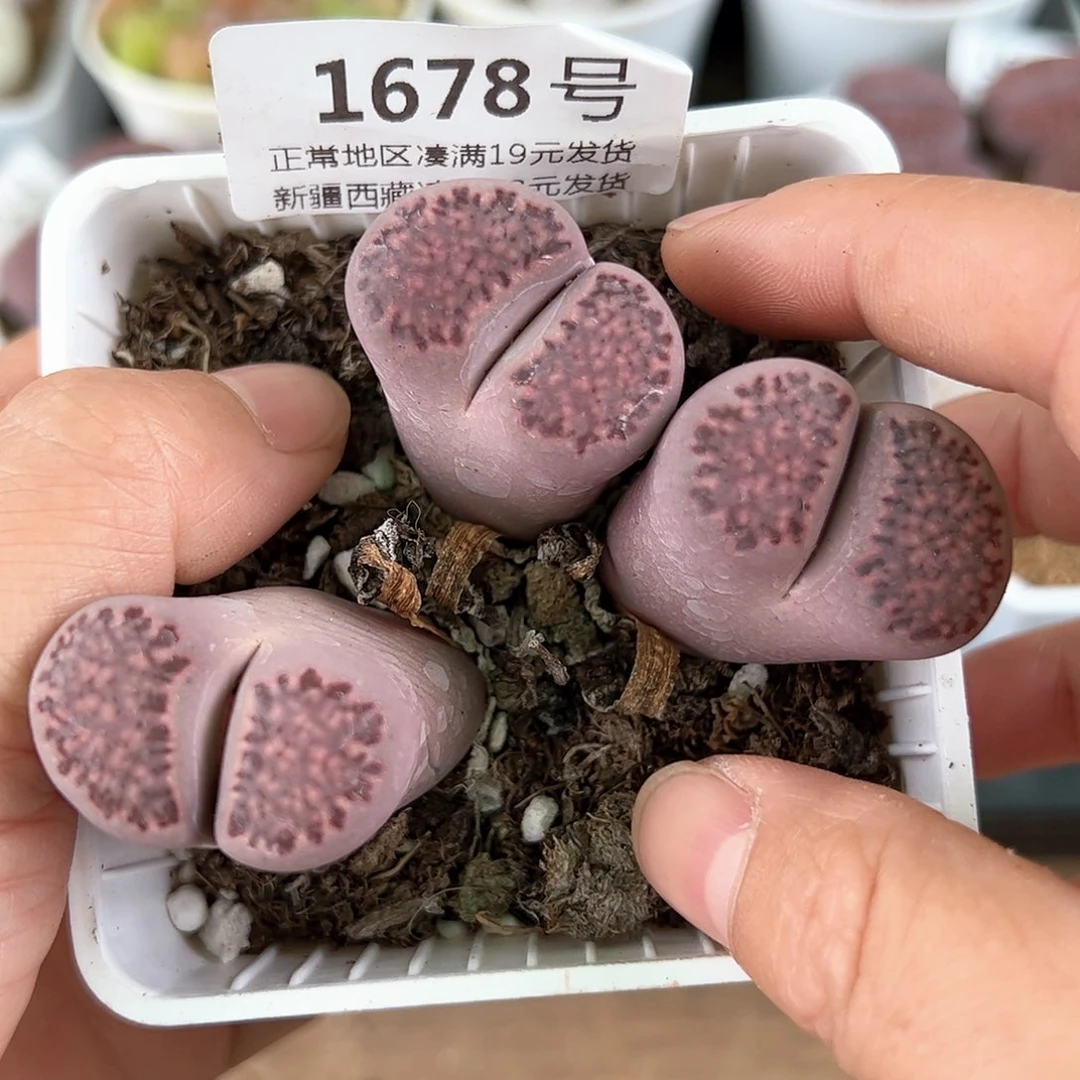 好养易活生石花大母本1678腿长特