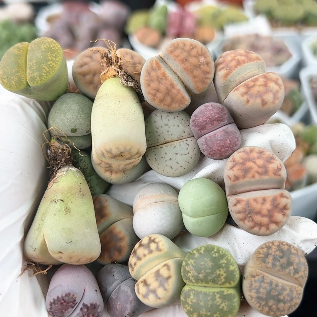 好养易活生石花大母本2685共20颗