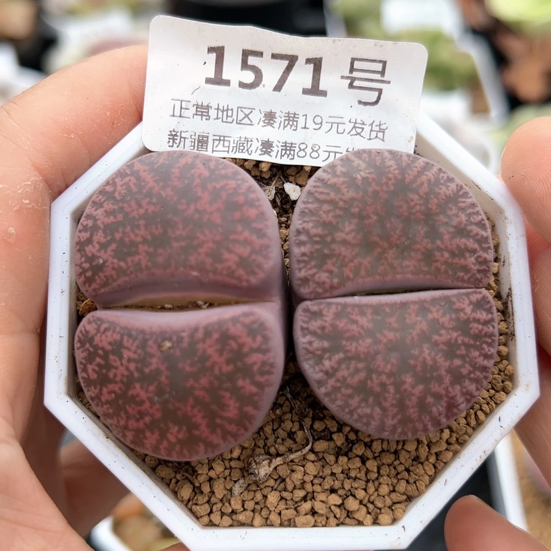 好养易活生石花大母本1571