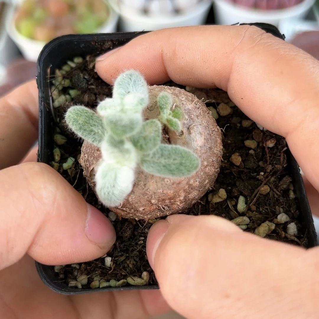 20000红花断崖女王3.5cm