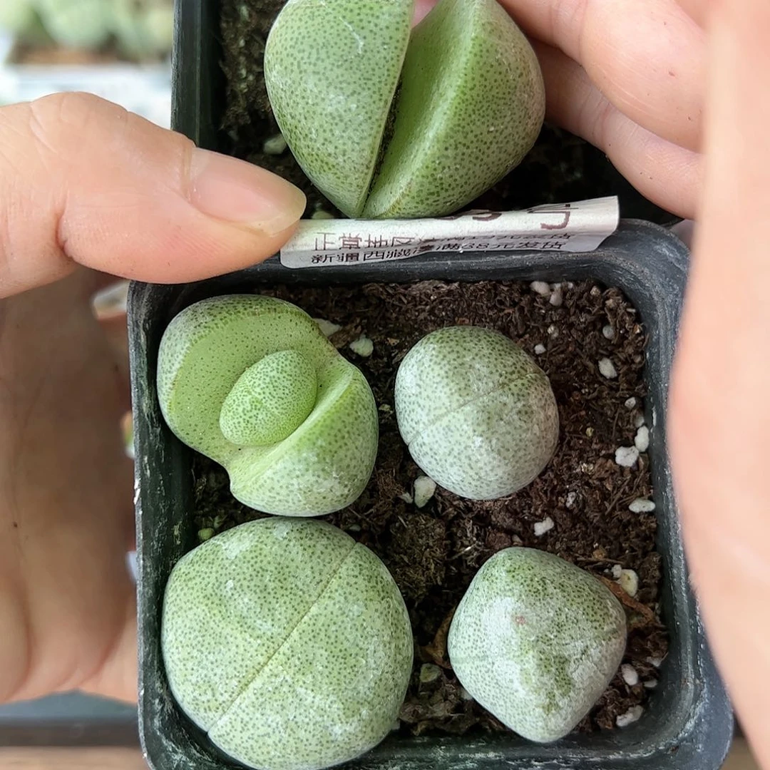 好养易活生石花大母本1505