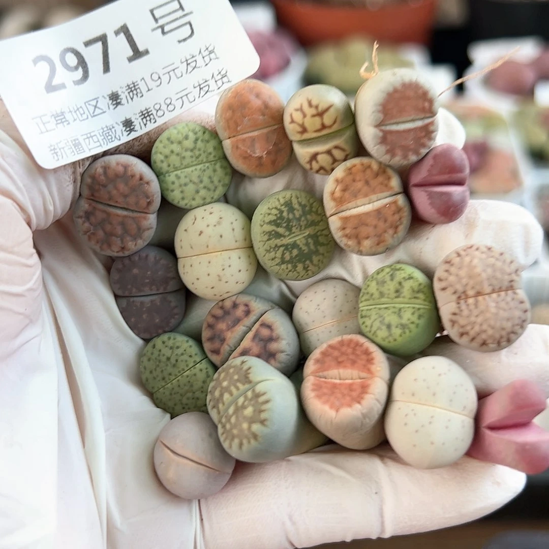 好养易活生石花大母本2971共20颗