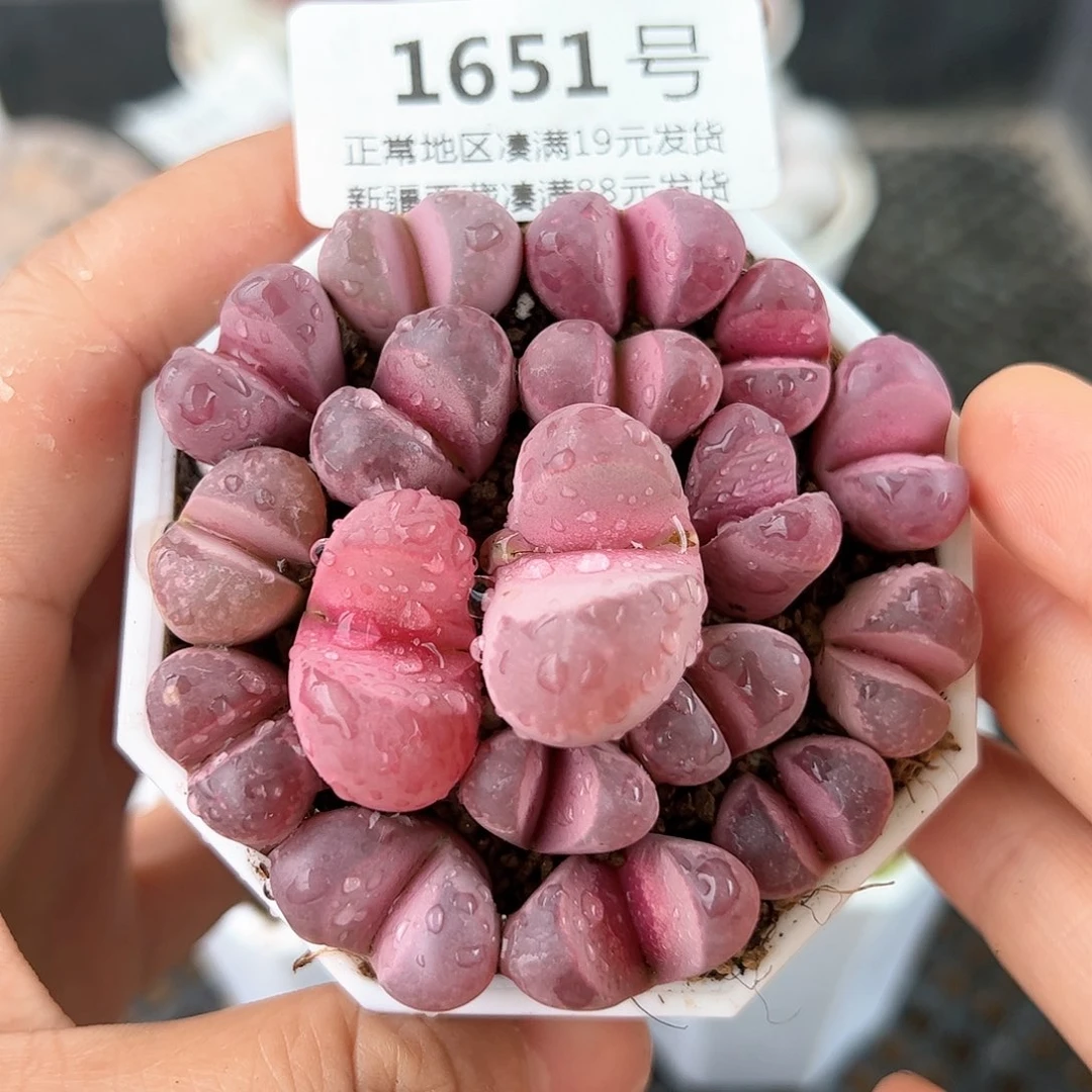 好养易活生石花大母本1651